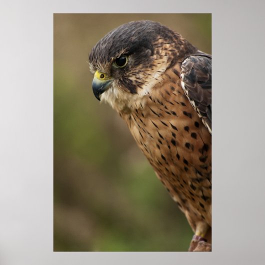 Lanner Falcon 2 Poster (Vorne)