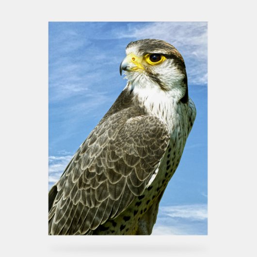 Lanner Falcon Acrylschild (Vorderseite)