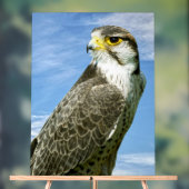 Lanner Falcon Acrylschild (Neutral)