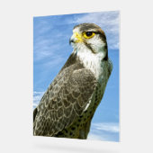 Lanner Falcon Acrylschild (Winkel)