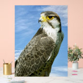 Lanner Falcon Acrylschild (Hochzeit)