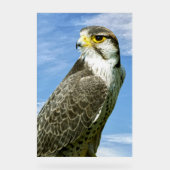 Lanner Falcon Acrylschild (Vorderseite)