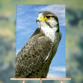 Lanner Falcon Acrylschild (Neutral)
