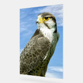 Lanner Falcon Acrylschild (Winkel)