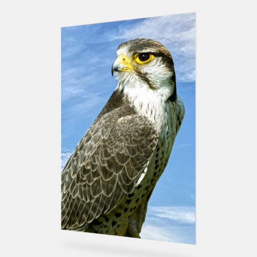 Lanner Falcon Acrylschild (Winkel)