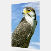 Lanner Falcon Acrylschild (Winkel)
