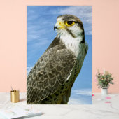 Lanner Falcon Acrylschild (Hochzeit)