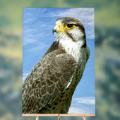 Lanner Falcon Acrylschild (Neutral)