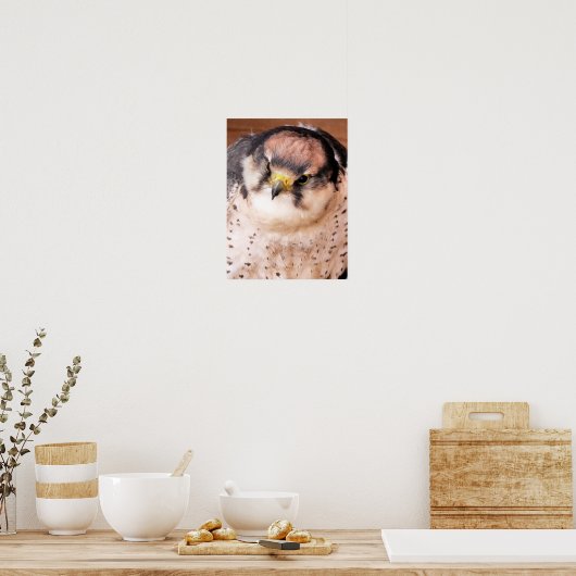 LANNER FALCON BIRD POSTER (Küche)