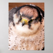 LANNER FALCON BIRD POSTER (Vorne)