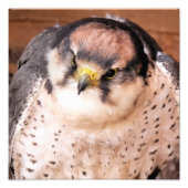 LANNER FALCON FOTODRUCK (Vorne)