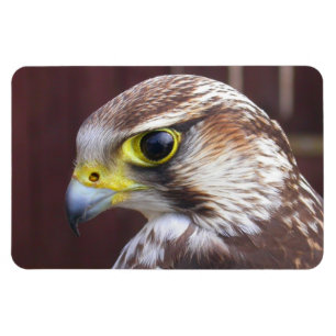 Lanner Falcon Magnet