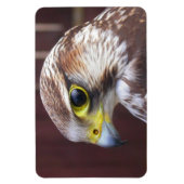 Lanner Falcon Magnet (Vertikal)