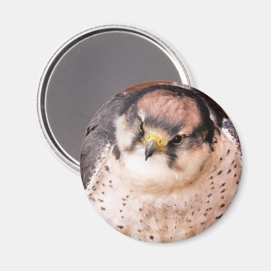 LANNER FALCON MAGNET (Vorderseite/Rückseite)