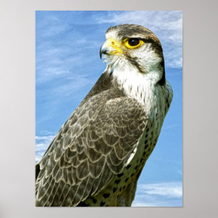 Lanner Falcon Poster