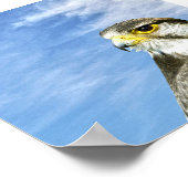 Lanner Falcon Poster (Ecke)