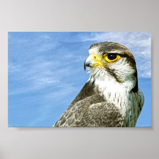 Lanner Falcon Poster (Vorne)