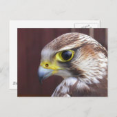 Lanner Falcon Postkarte (Vorne/Hinten)