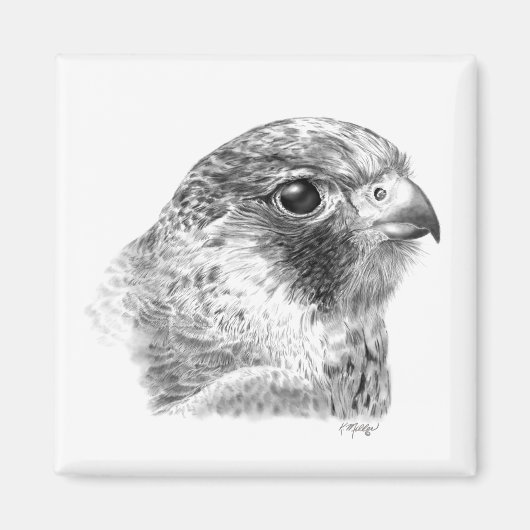 Lanner Falcon Zeichnend Magnet (Vorne)