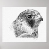 Lanner Falcon Zeichnend Poster (Vorne)