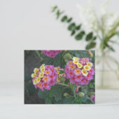 Lantana 1 postkarte (Stehend Vorderseite)