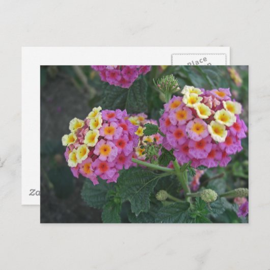 Lantana 1 postkarte (Vorne/Hinten)
