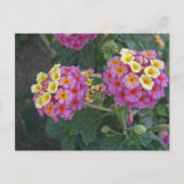 Lantana 1 postkarte (Vorderseite)