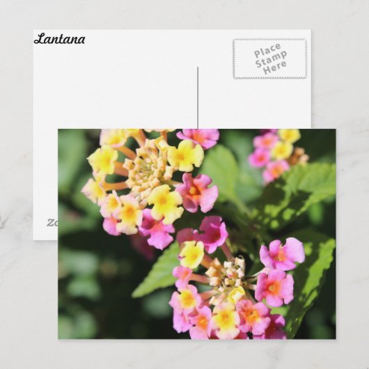 Lantana # 2 postkarte (Vorne/Hinten)