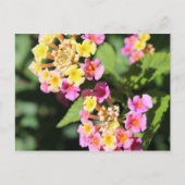 Lantana # 2 postkarte (Vorderseite)