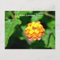 Lantana-Blume in heller Farbe