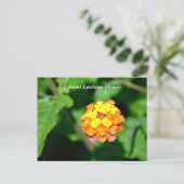 Lantana-Blume in heller Farbe Postkarte (Stehend Vorderseite)