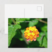 Lantana-Blume in heller Farbe Postkarte (Vorne/Hinten)