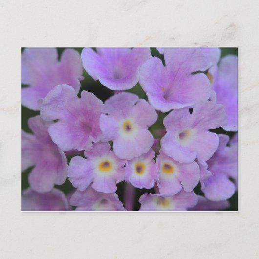 Lantana Blume Postcard Postkarte (Vorderseite)
