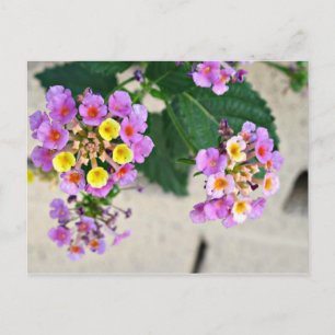 Lantana Blume Postkarte