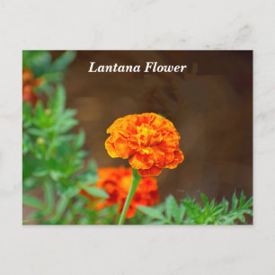 Lantana-Blume Postkarte