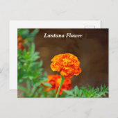 Lantana-Blume Postkarte (Vorne/Hinten)