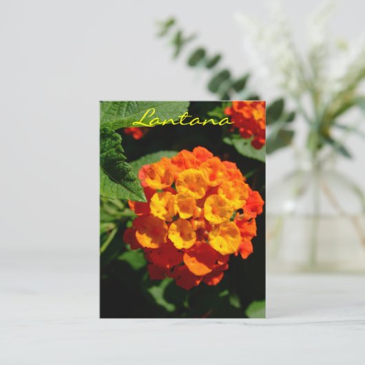 Lantana-Blume Postkarte (Stehend Vorderseite)