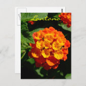 Lantana-Blume Postkarte (Vorne/Hinten)
