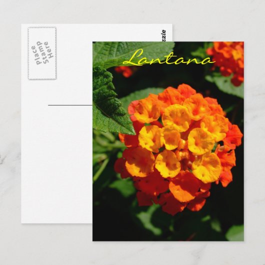 Lantana-Blume Postkarte (Vorne/Hinten)