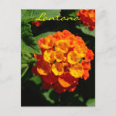 Lantana-Blume Postkarte (Vorderseite)