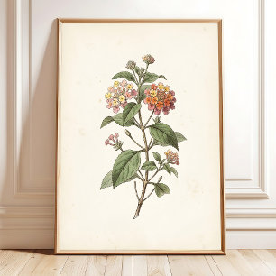 Lantana-Botanik-Cottagecore-Druck Poster