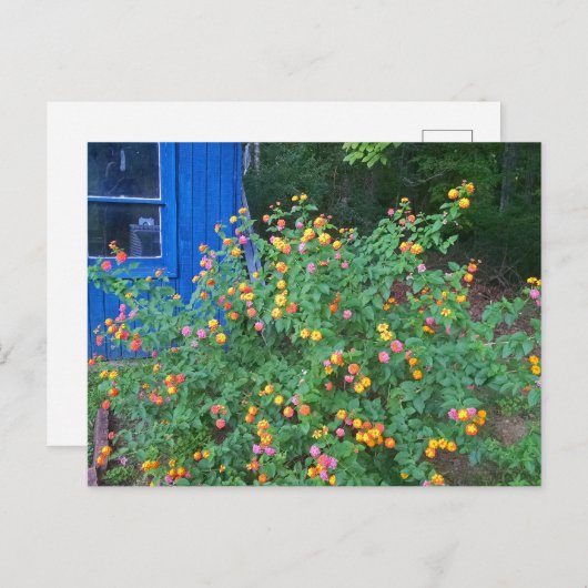 Lantana Bush Postkarte (Vorne/Hinten)