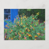 Lantana Bush Postkarte (Vorderseite)