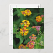 Lantana Camara Blume Postkarte (Vorne/Hinten)