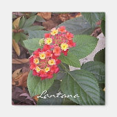 Lantana Magnet (Vorne)