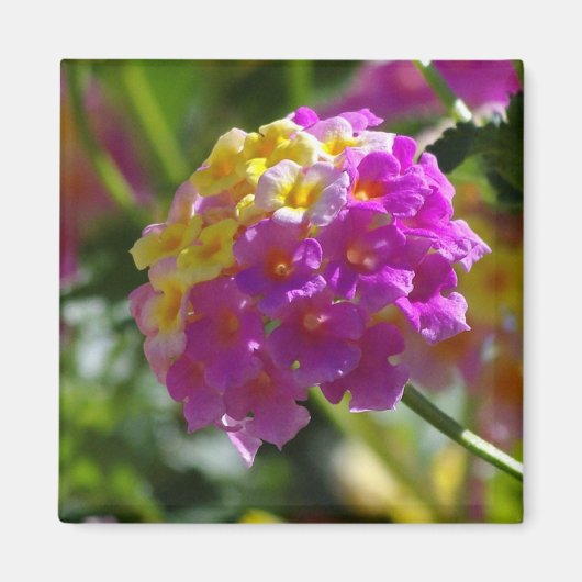 Lantana Magnet (Vorne)