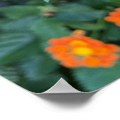 Lantana Poster (Ecke)