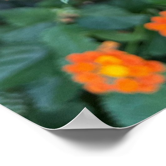 Lantana Poster (Ecke)