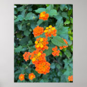 Lantana Poster (Vorne)