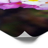 Lantana Poster (Ecke)